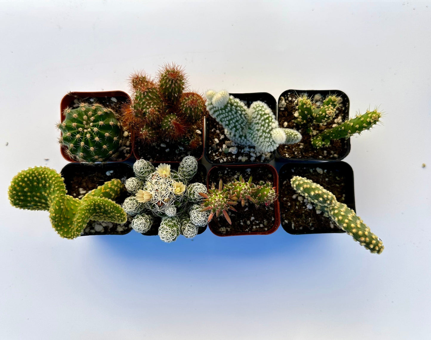 Cactus Bundle