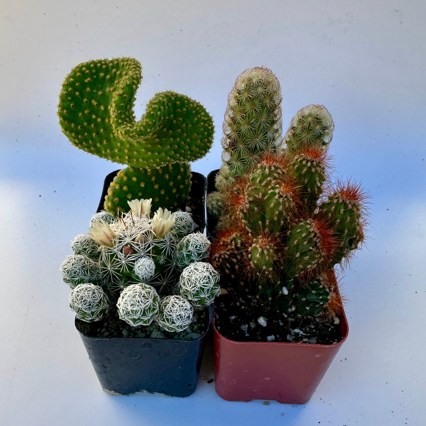 Cactus Bundle