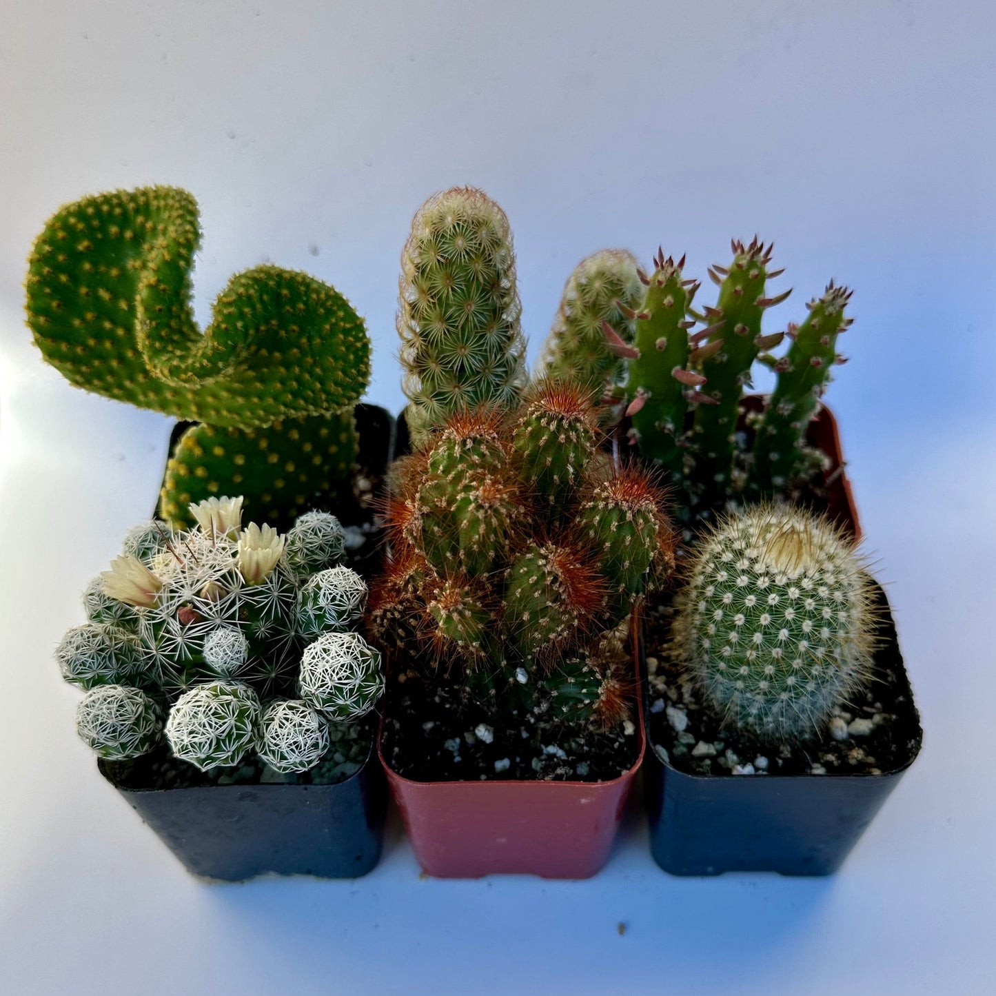 Cactus Bundle