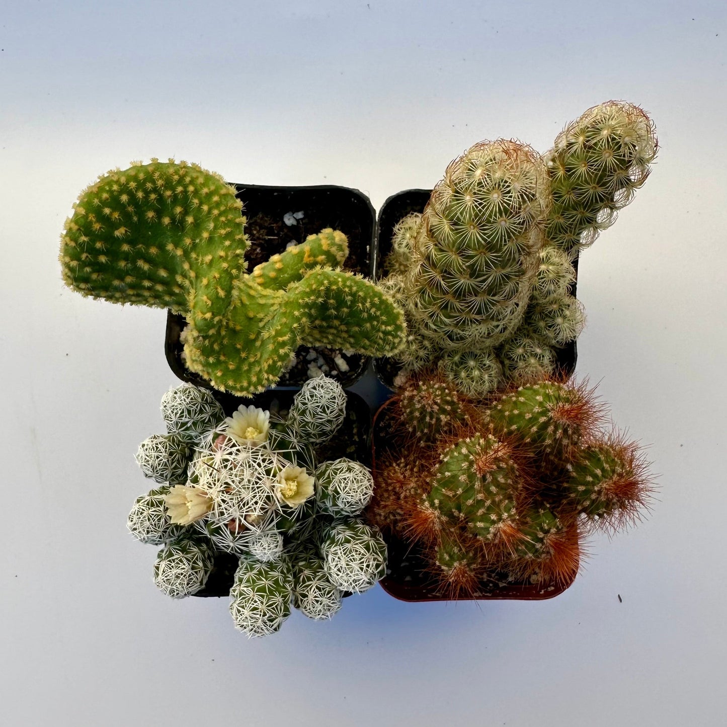Cactus Bundle