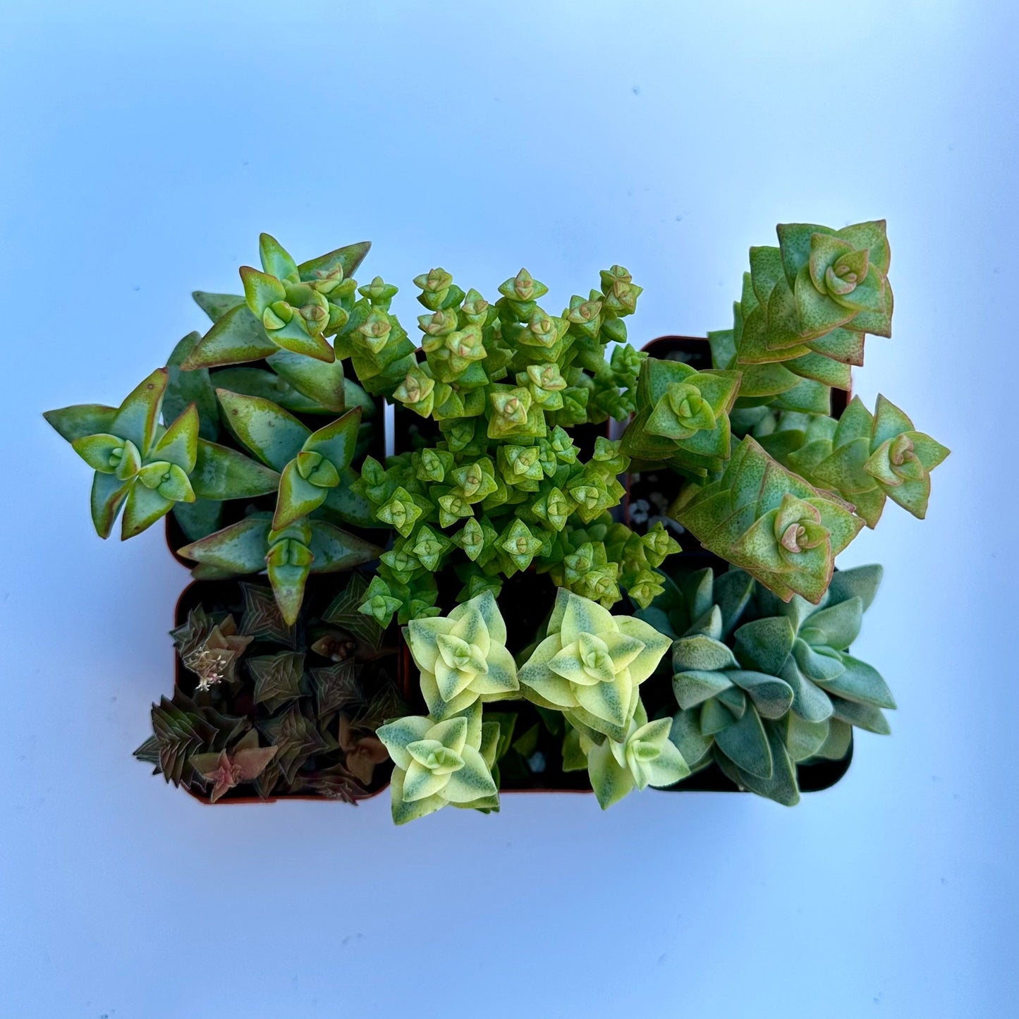 Crassula Bundle
