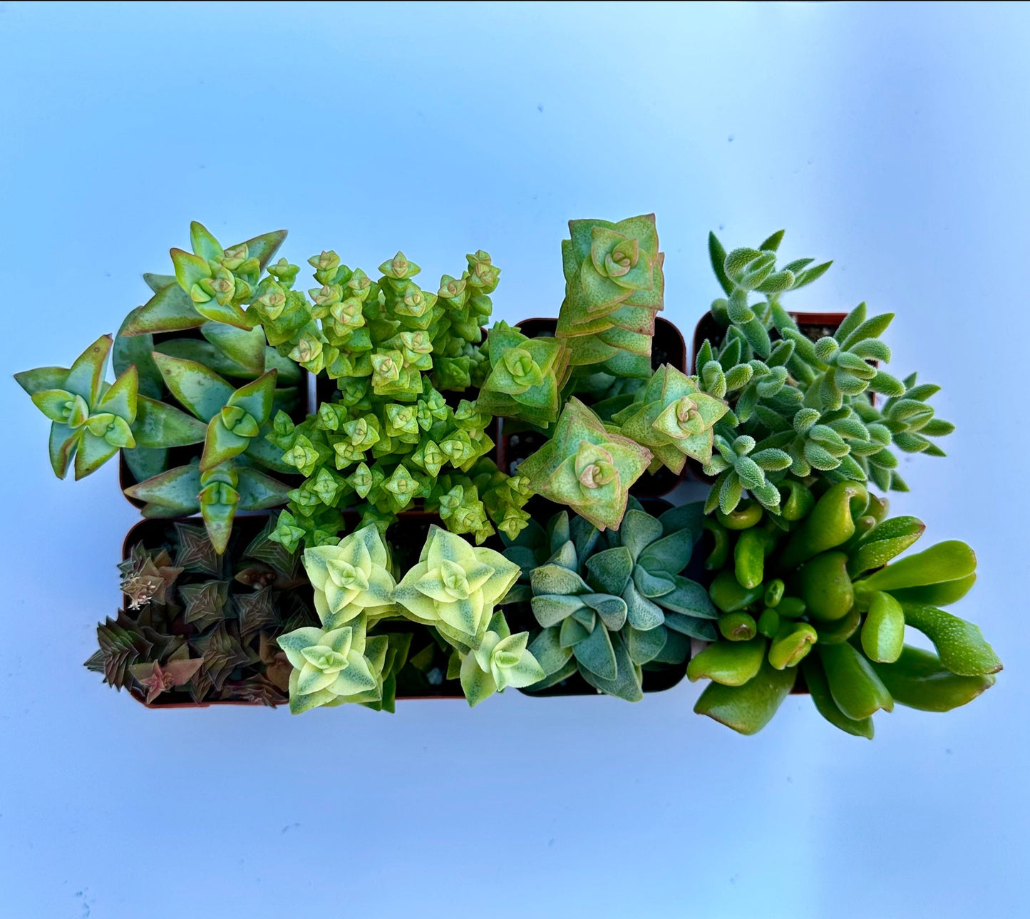 Crassula Bundle