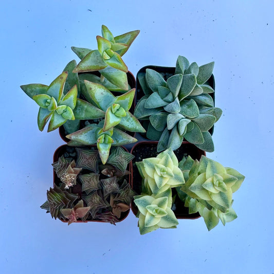 Crassula Bundle