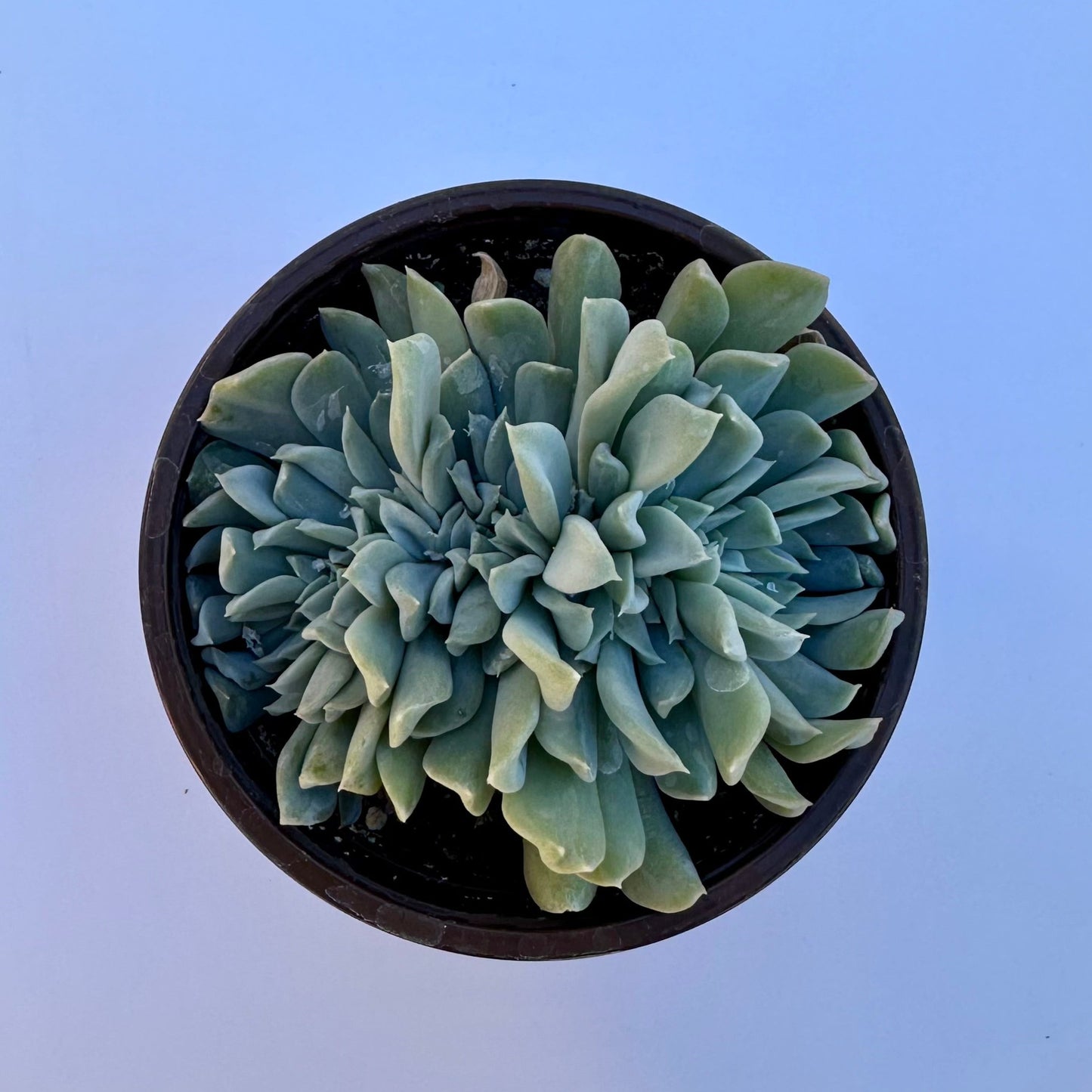 Crested Echeveria Topsy Turvy