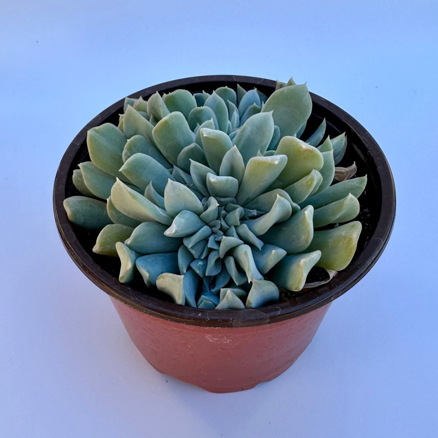Crested Echeveria Topsy Turvy