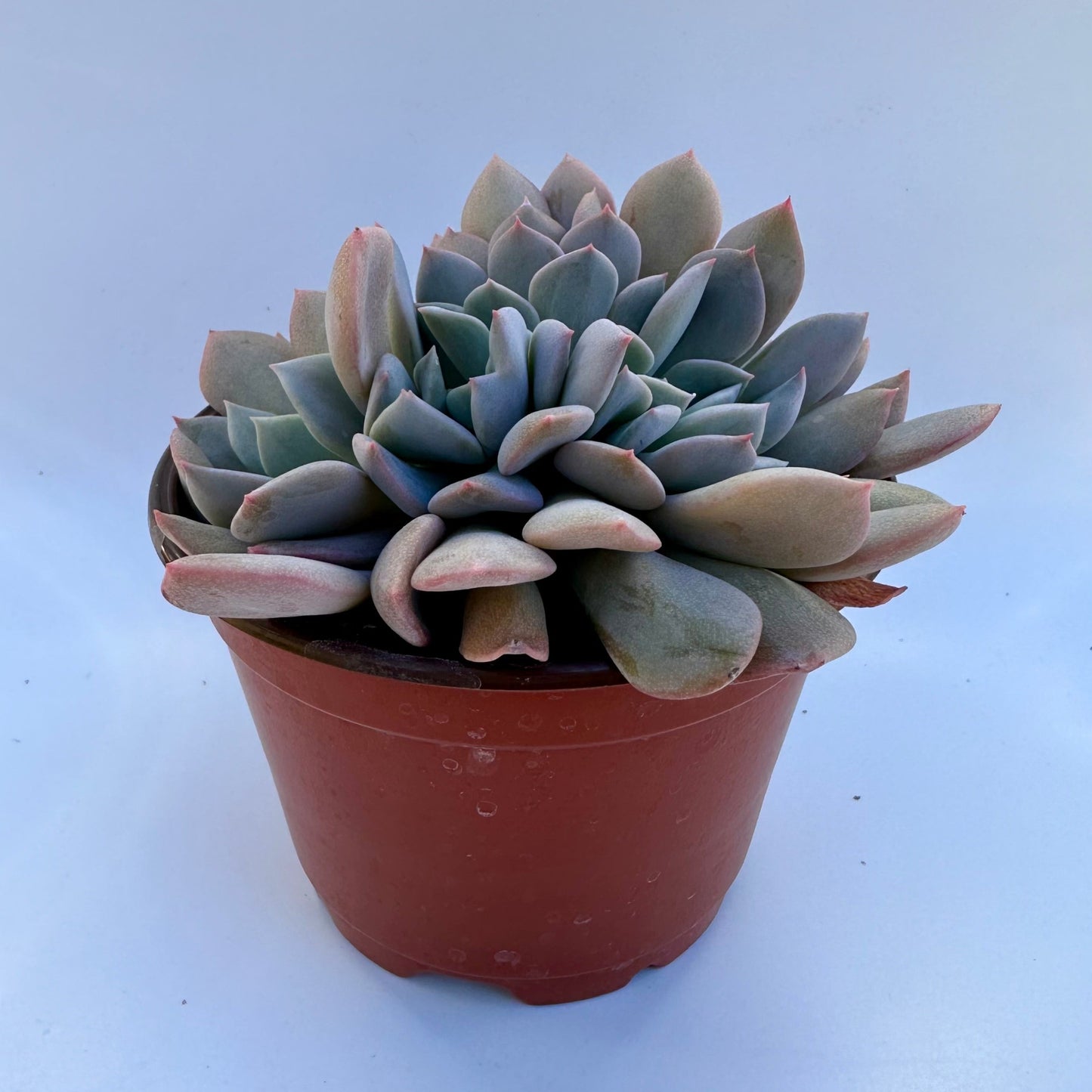 Crested Graptoveria Debbi