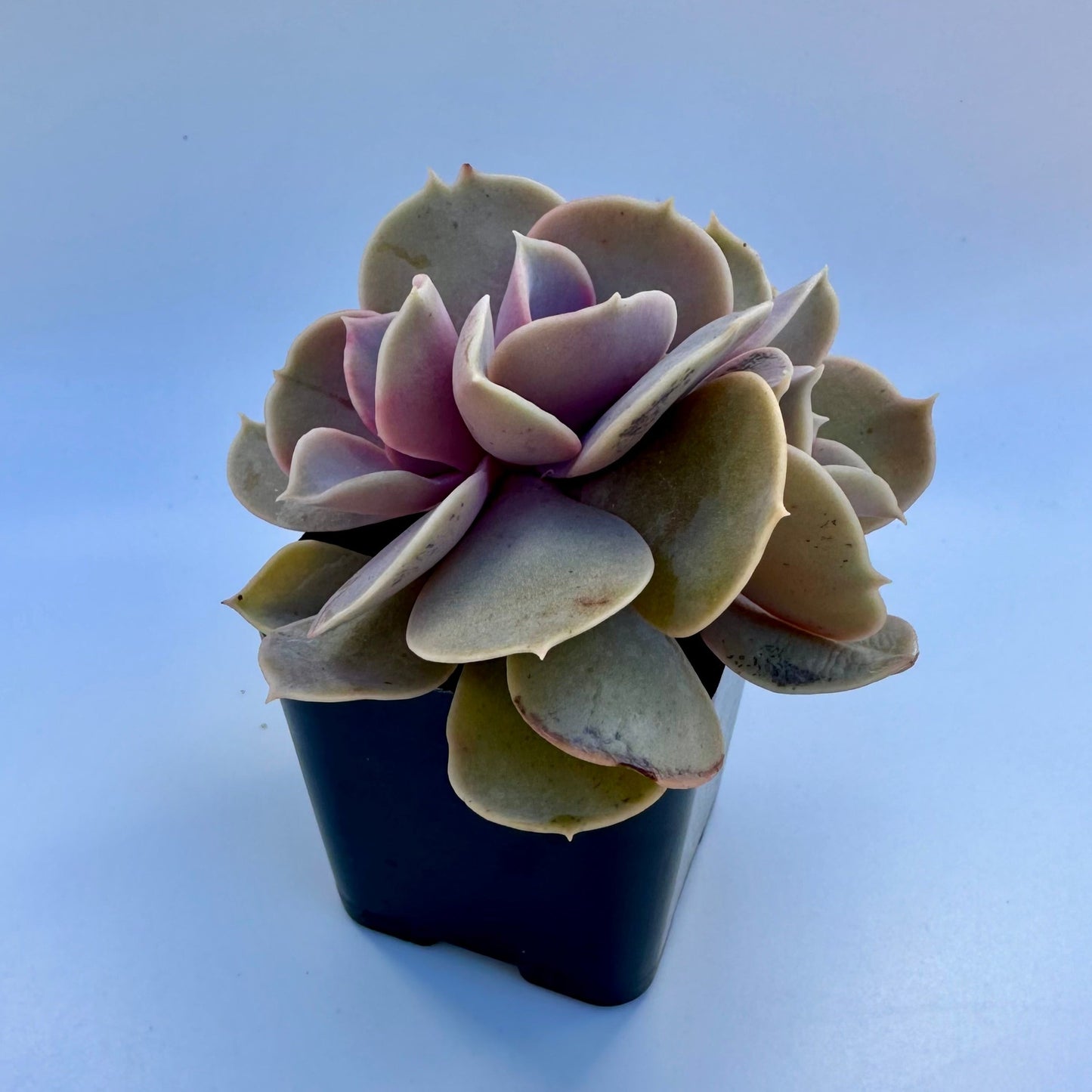 Crested Echeveria Purple Pearl