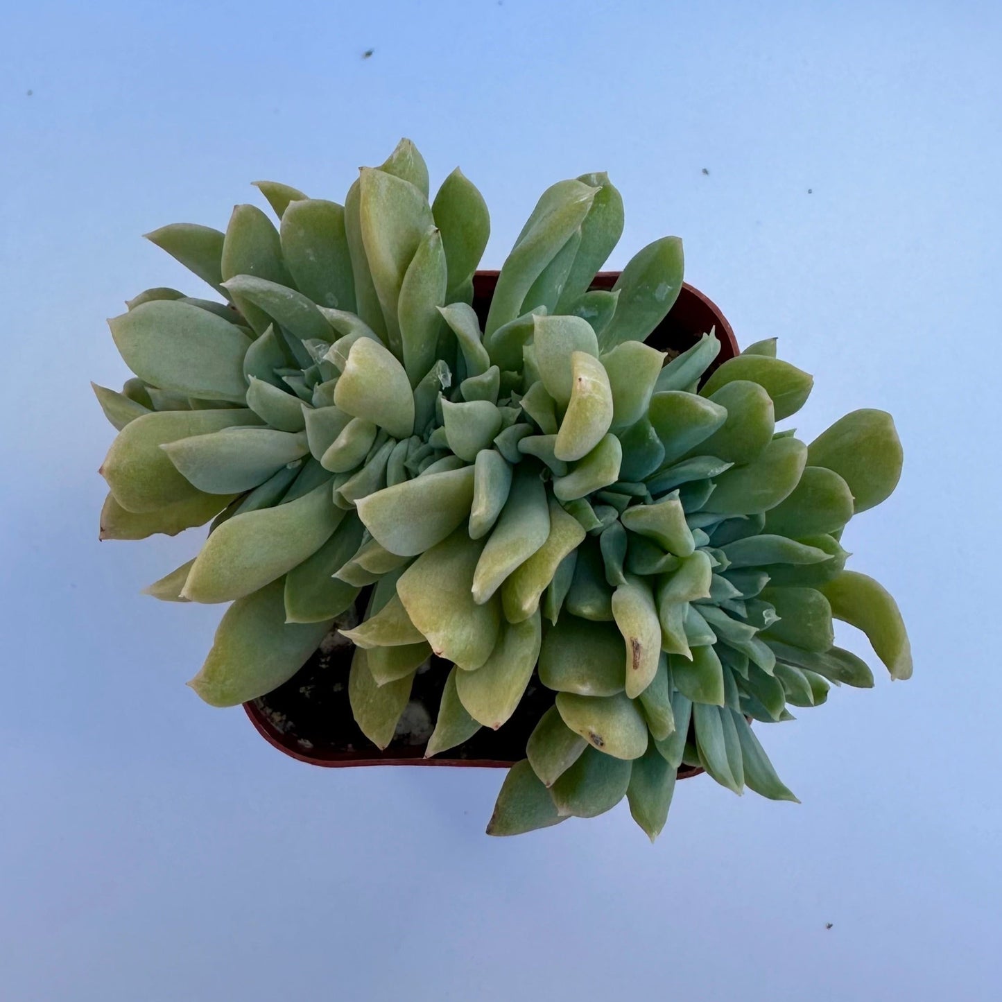 Crested Echeveria Topsy Turvy