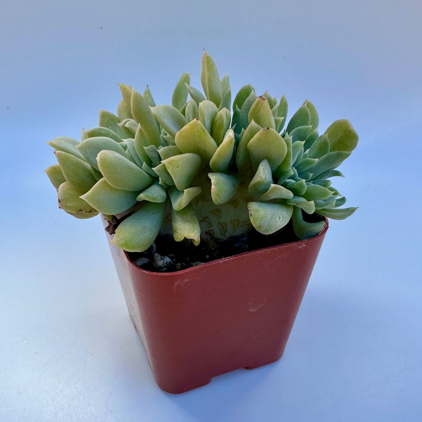 Crested Echeveria Topsy Turvy