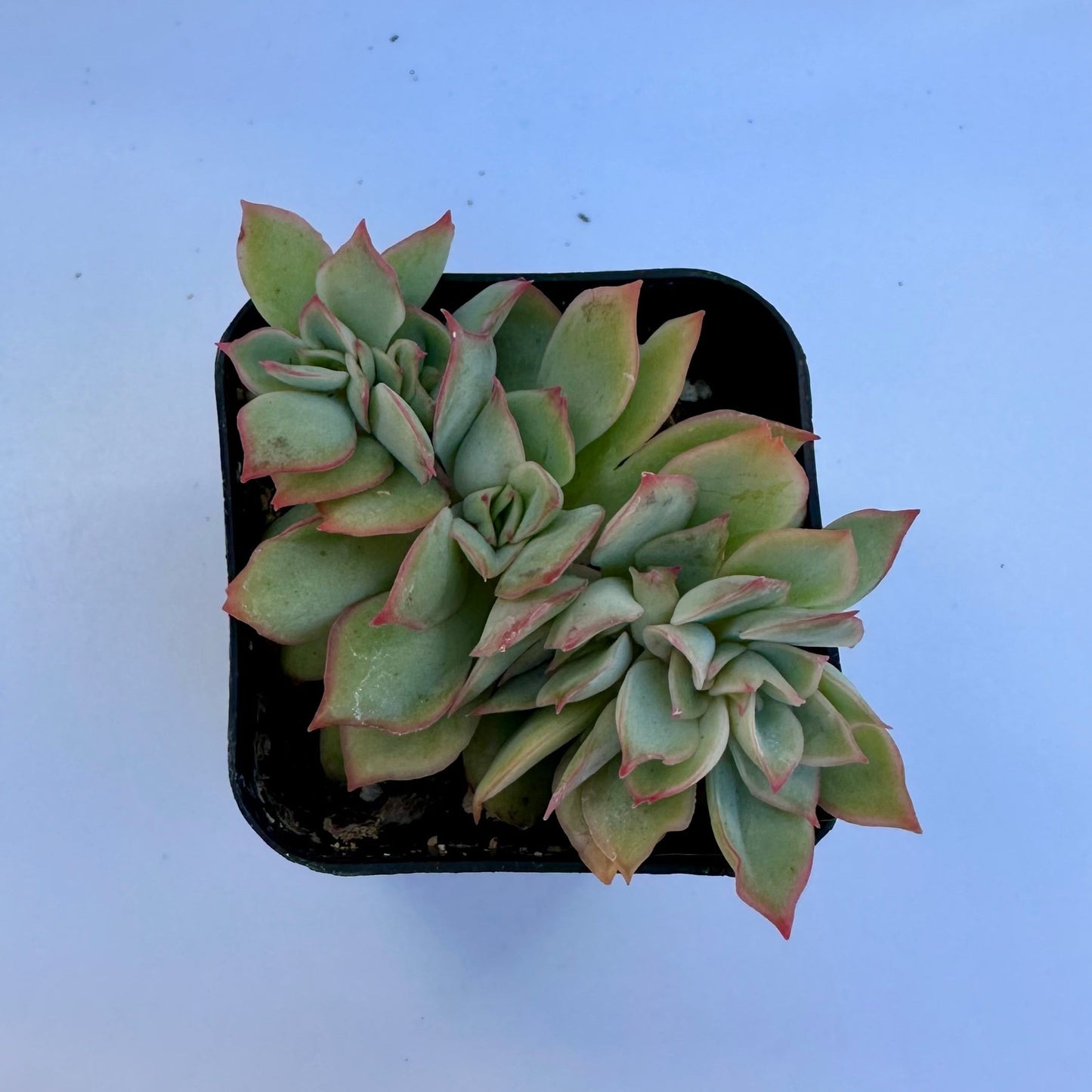 Crested Echeveria Esther