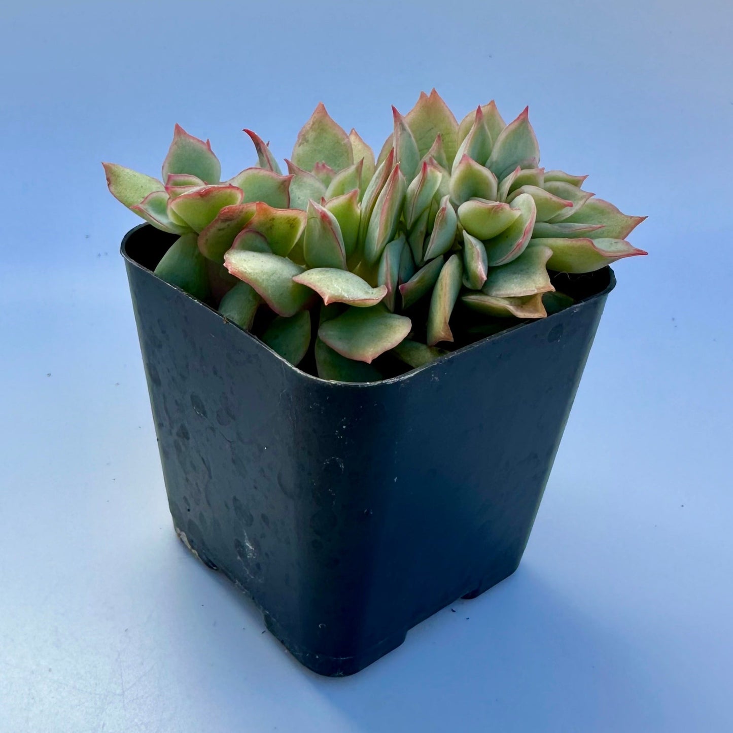 Crested Echeveria Esther