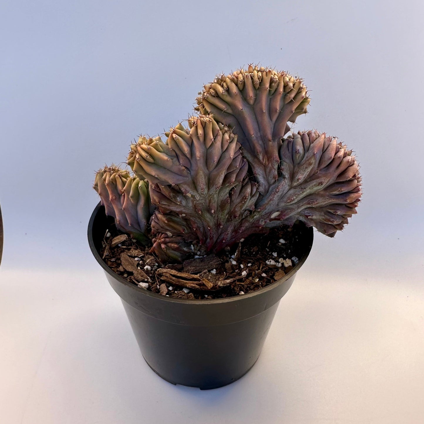 Myrtillocactus Geometrizans Forma Cristata