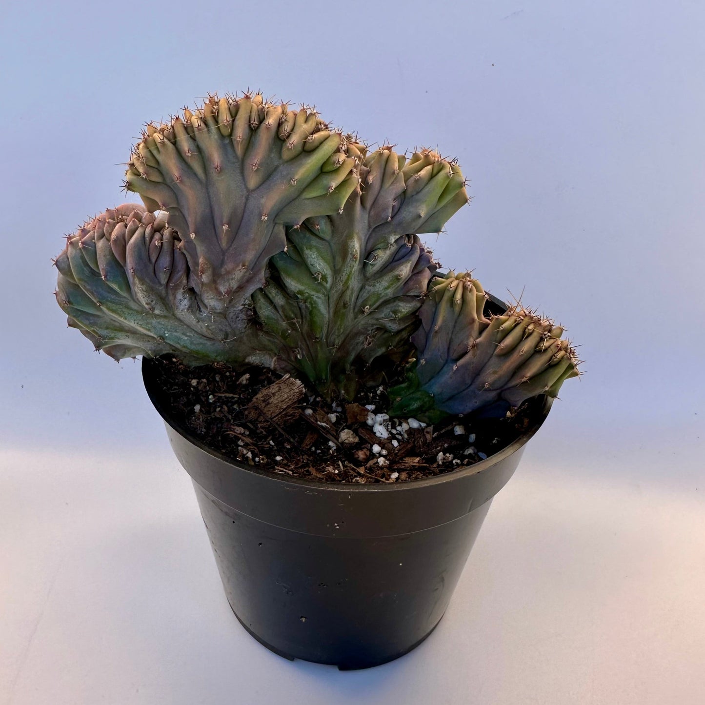 Myrtillocactus Geometrizans Forma Cristata