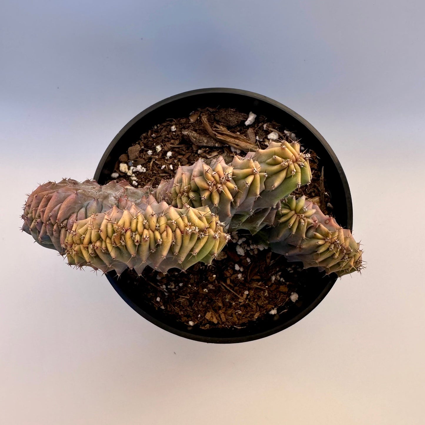 Myrtillocactus Geometrizans Forma Cristata