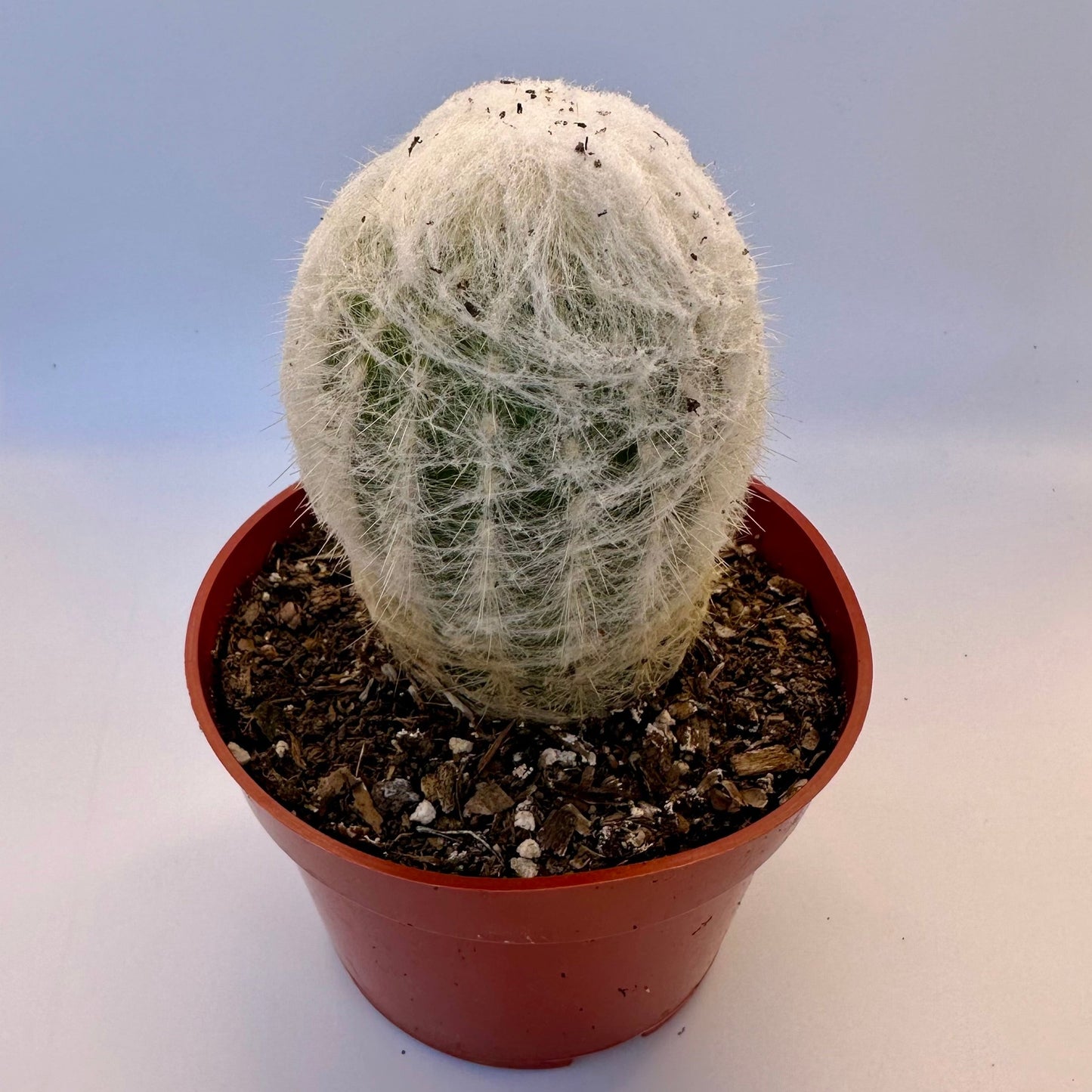 Espostoa Old Man Cactus