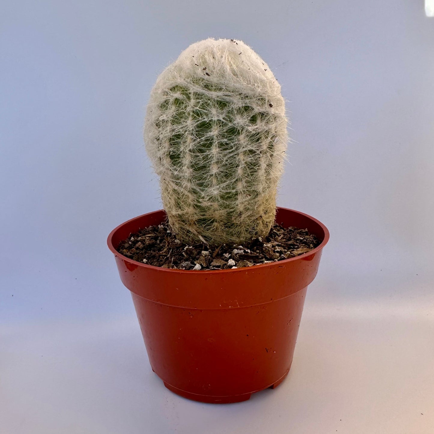 Espostoa Old Man Cactus