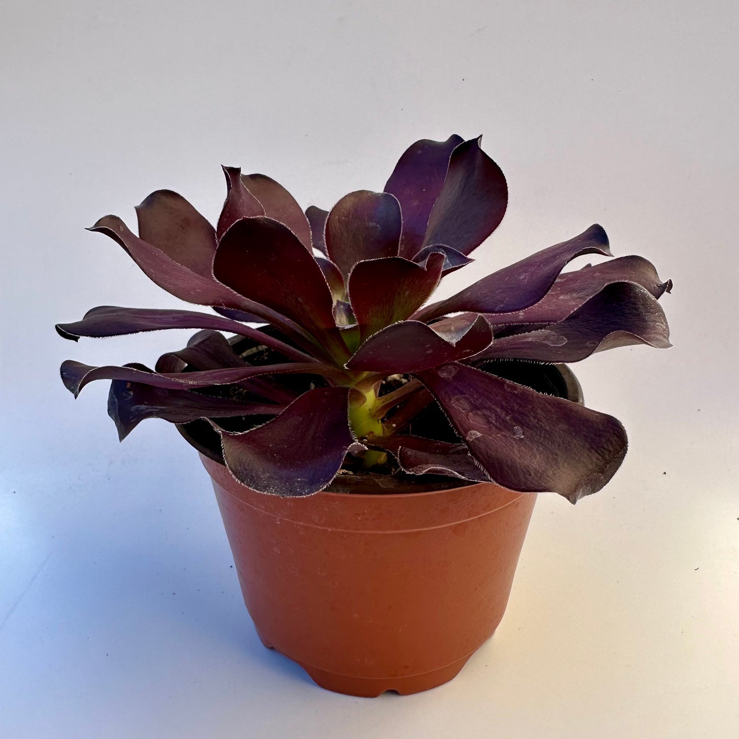 Aeonium Zwartkop