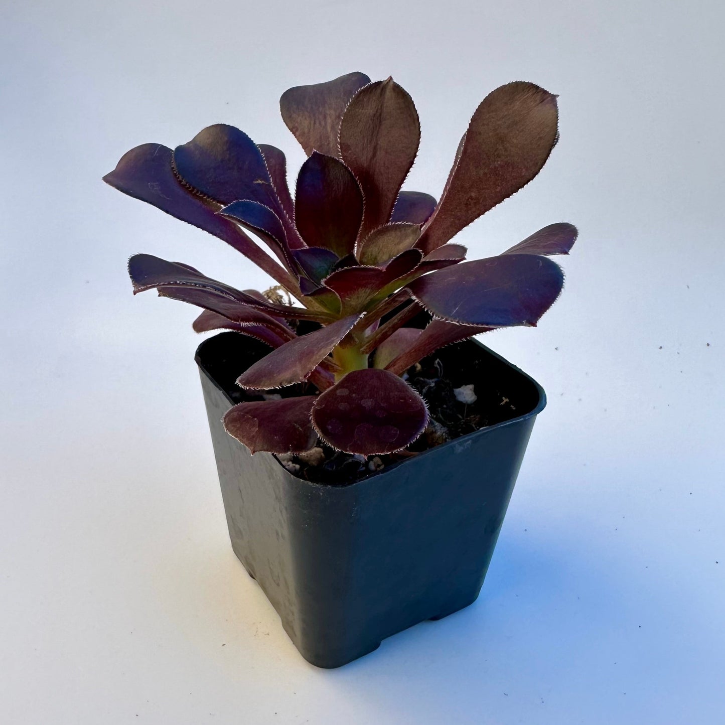 Aeonium Zwartkop