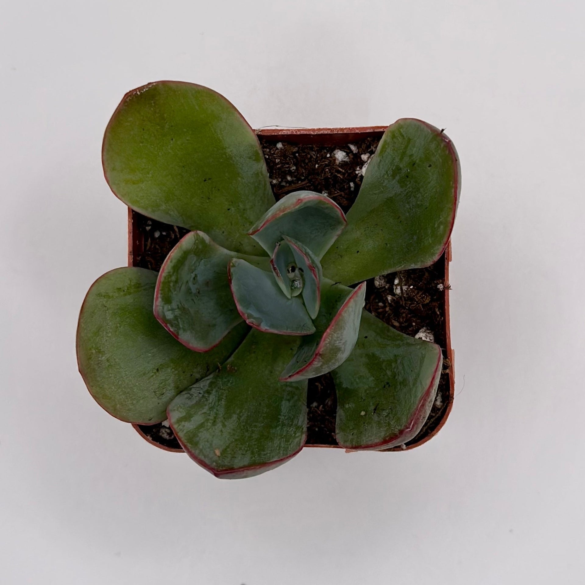 blue sky succulent Echeveria Blue Sky – Perfectly Rooted Succulents