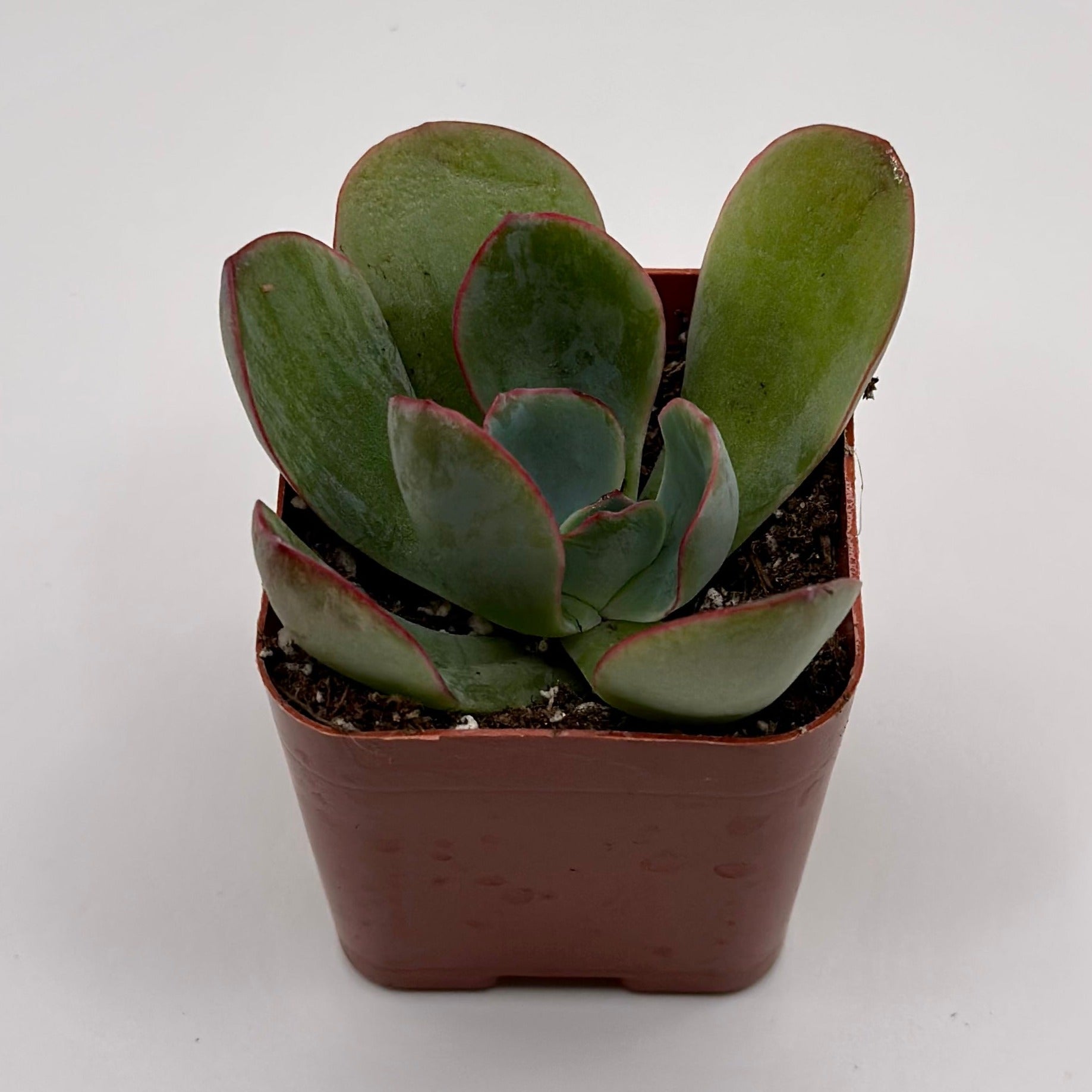 echeveria blue sky succulent plant Echeveria Blue Sky – Perfectly Rooted Succulents