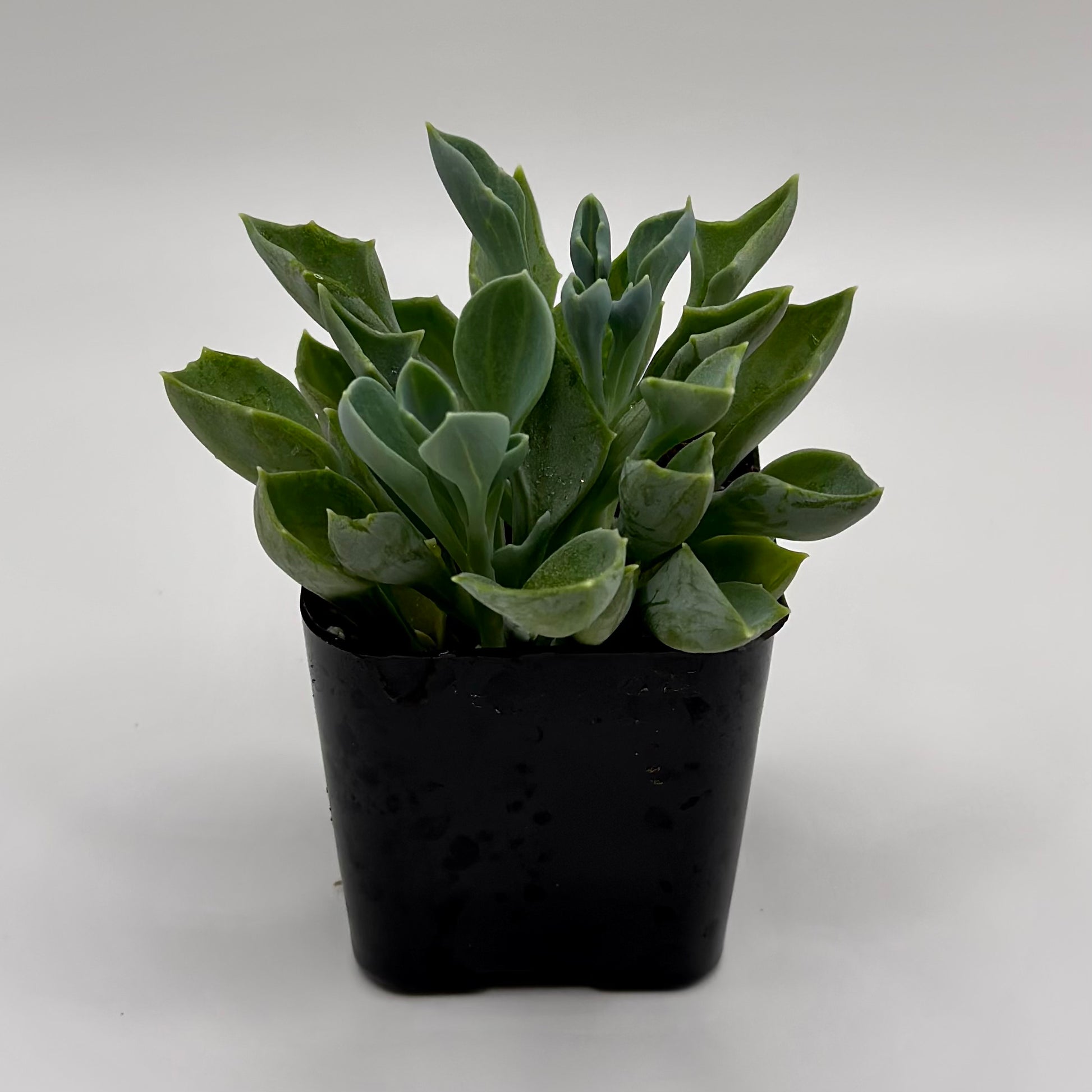 spearhead succulent Senecio Spear Head – Perfectly Rooted Succulents