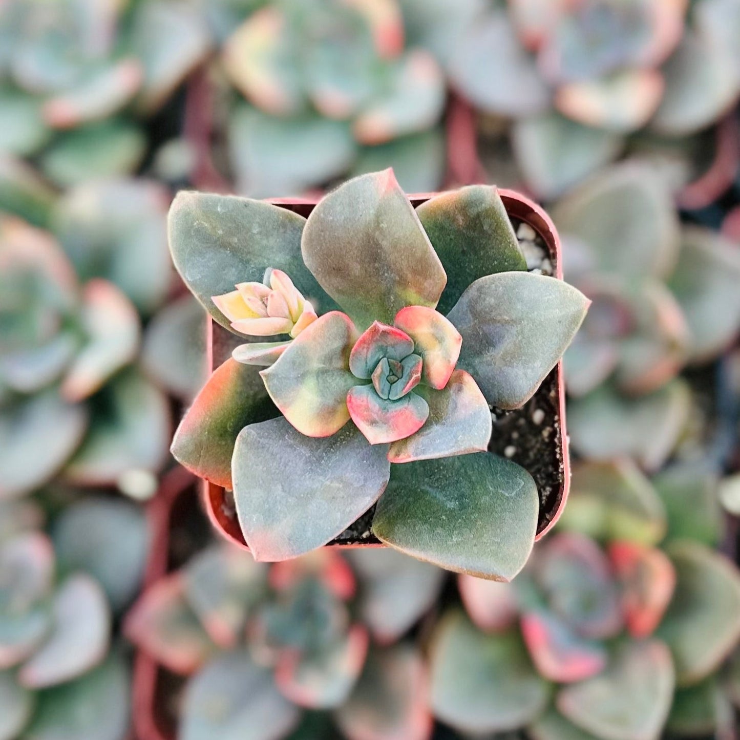 Echeveria Chroma