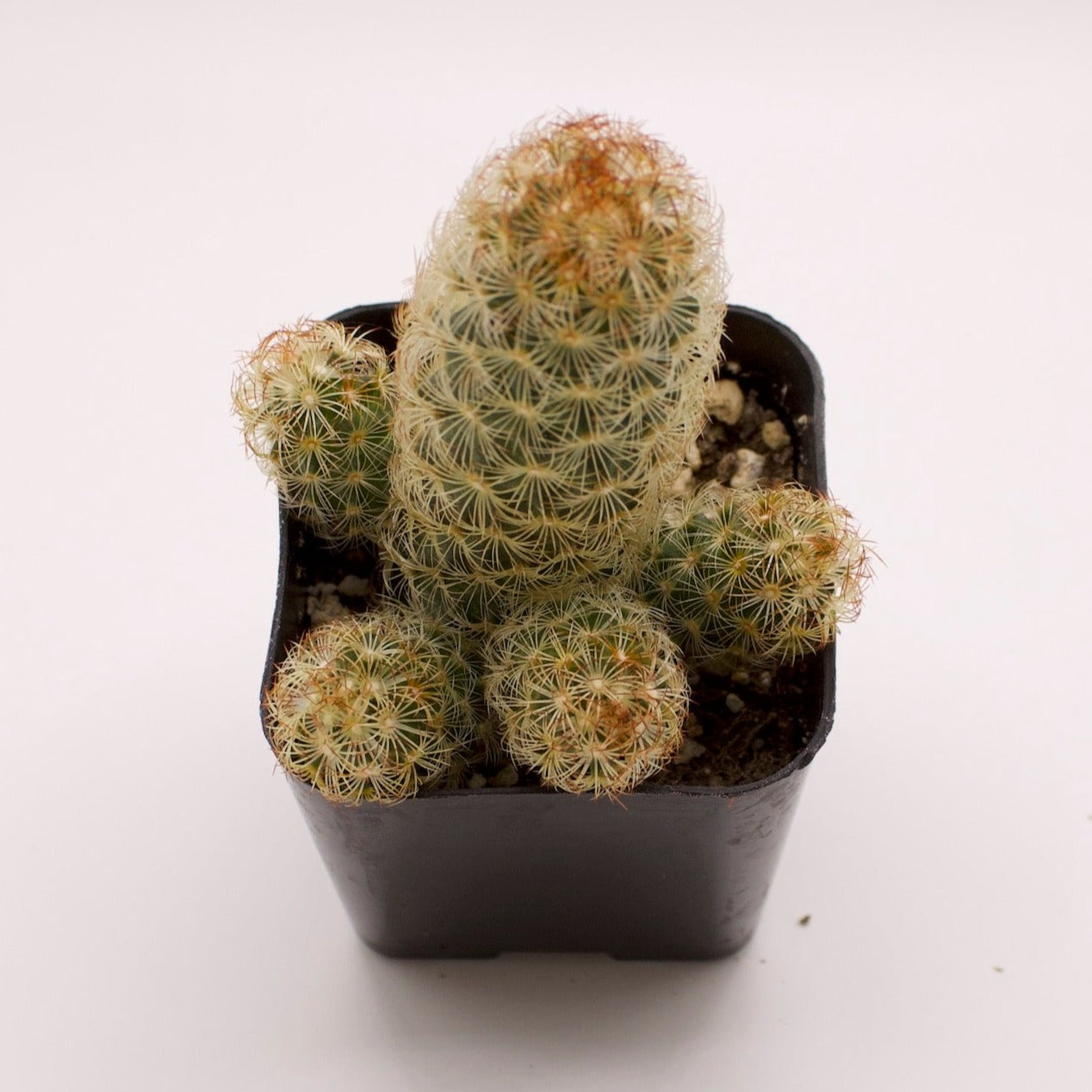 Mammillaria Lady Finger Cactus