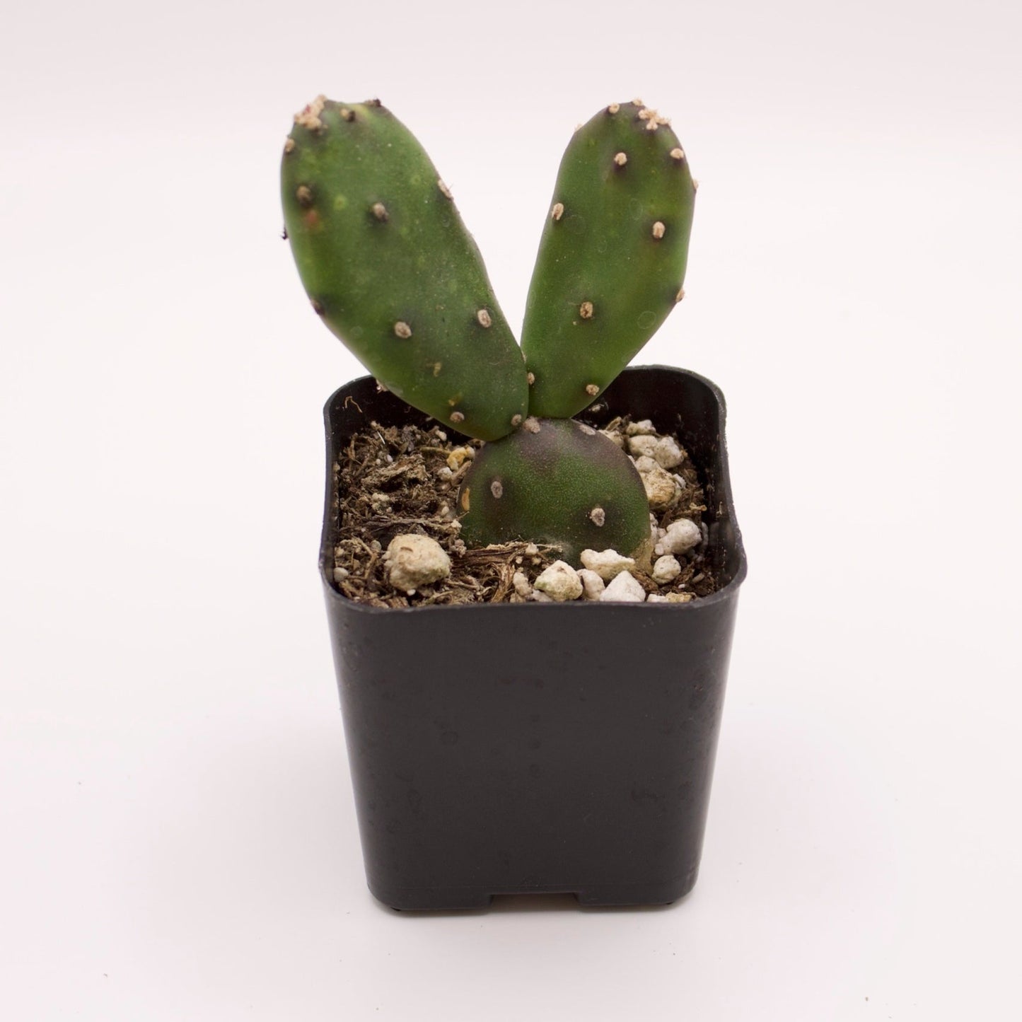 Opuntia Elata