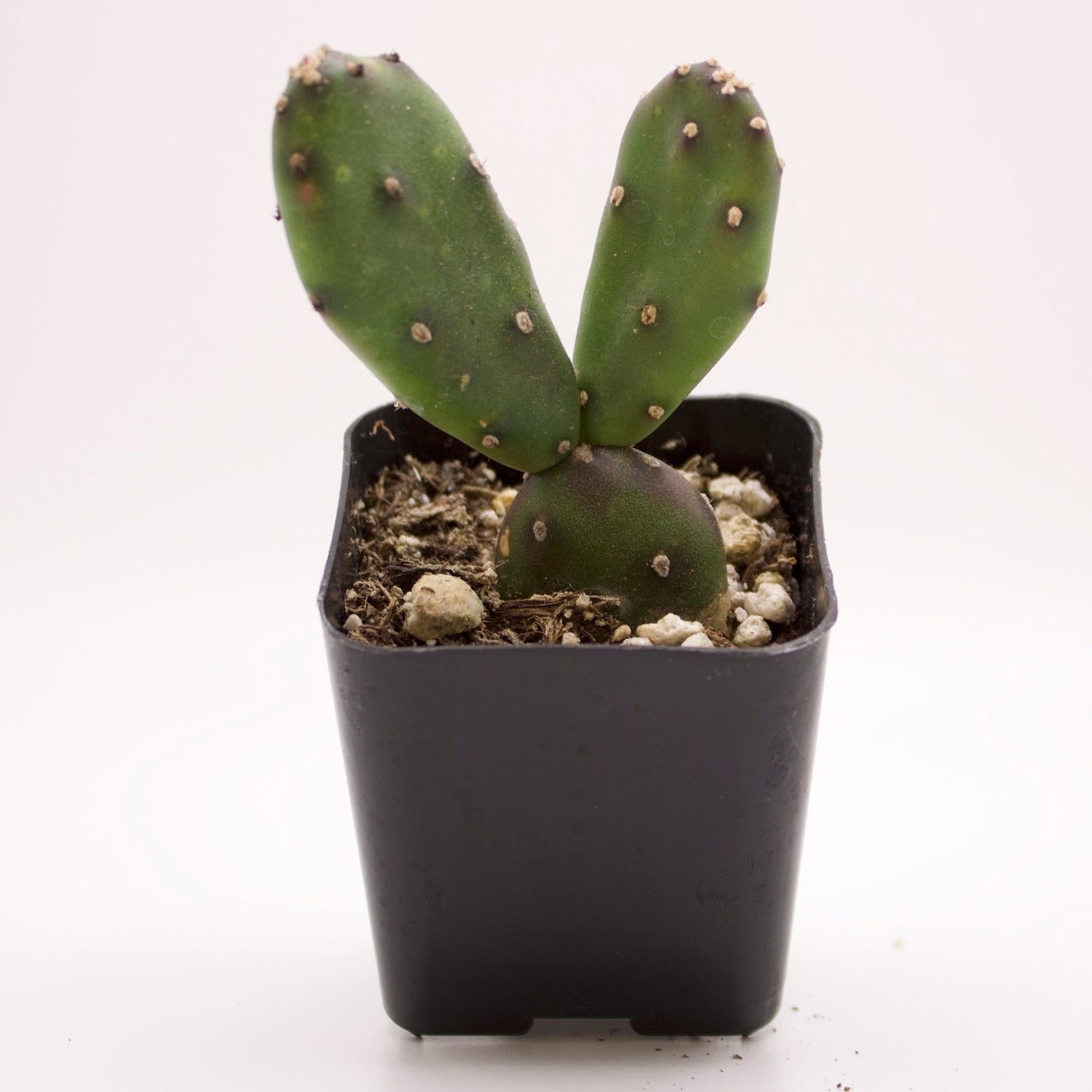 Opuntia Elata