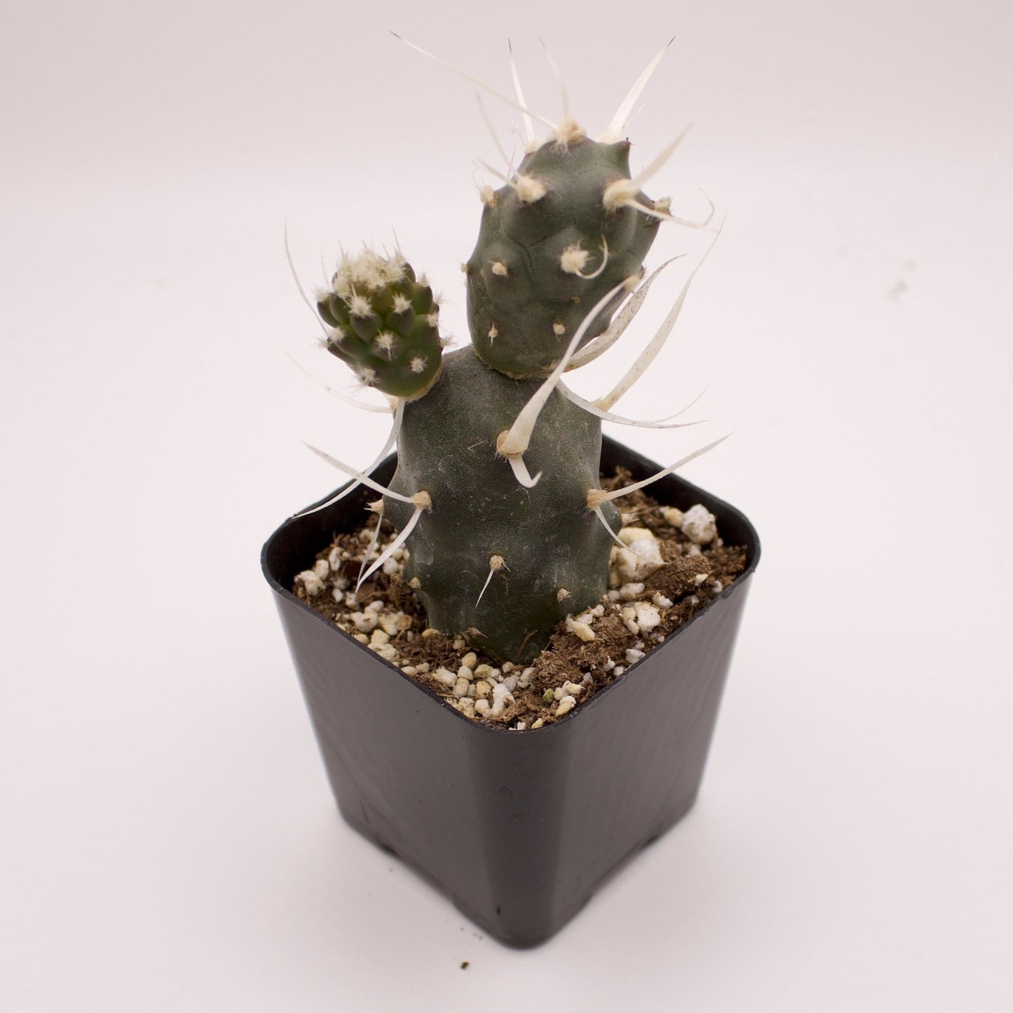 Tephrocactus Paper Spine Cactus