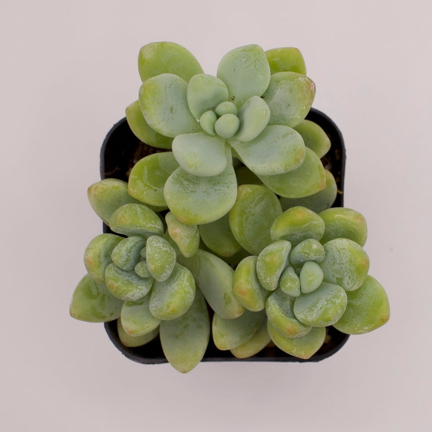 Sedum Clavatum