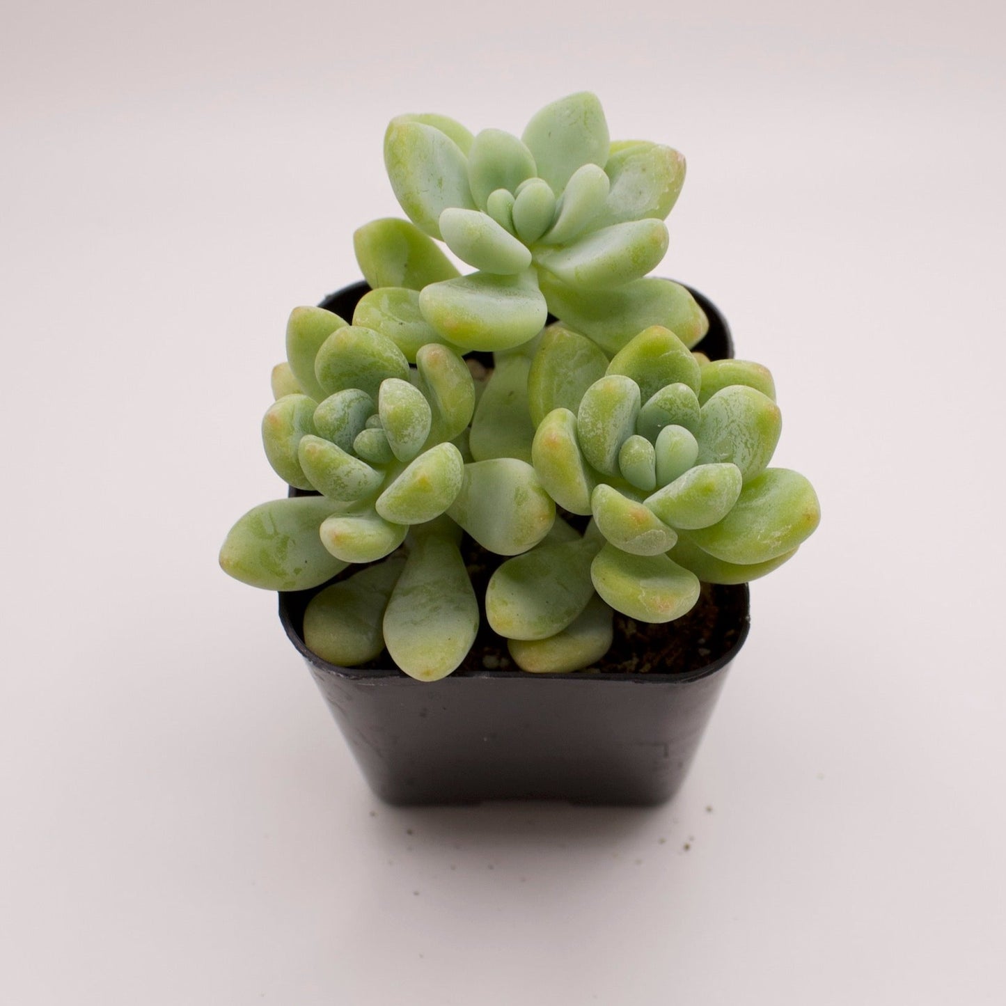 Sedum Clavatum