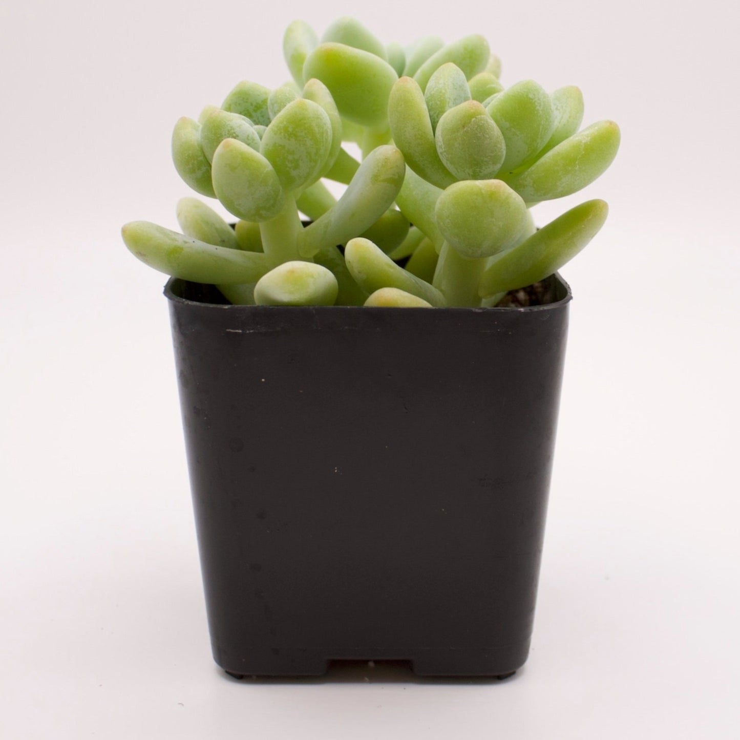 Sedum Clavatum