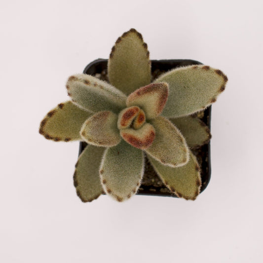 Kalanchoe Chocolate Soldier