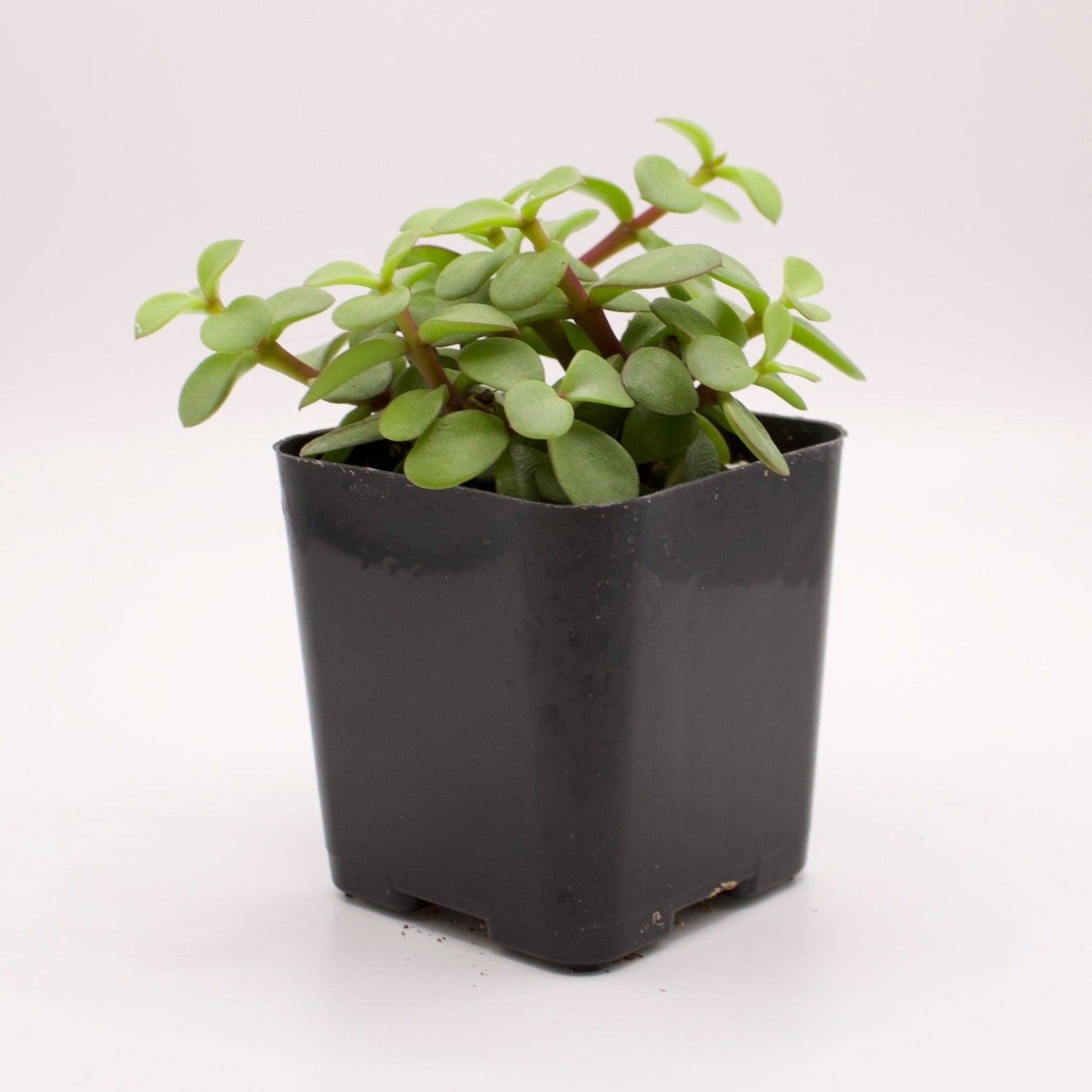 portulacaria afra 'decumbent Portulacaria Afra Decumbent – Perfectly Rooted Succulents
