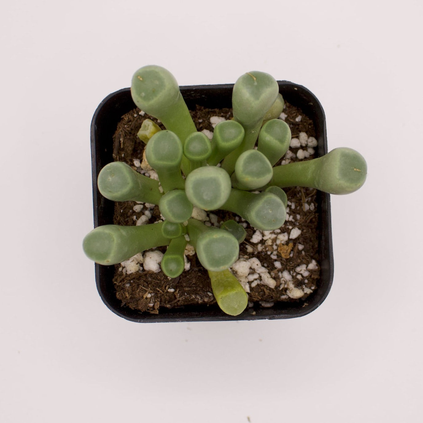 Fenestraria Baby Toes