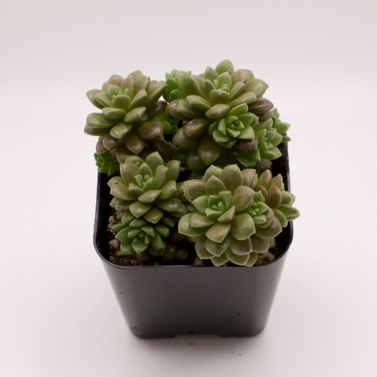 succulent little gem Cremnosedum Little Gem – Perfectly Rooted Succulents