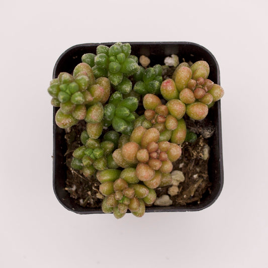 Sedum Furfuraceum Bonsai Sedum