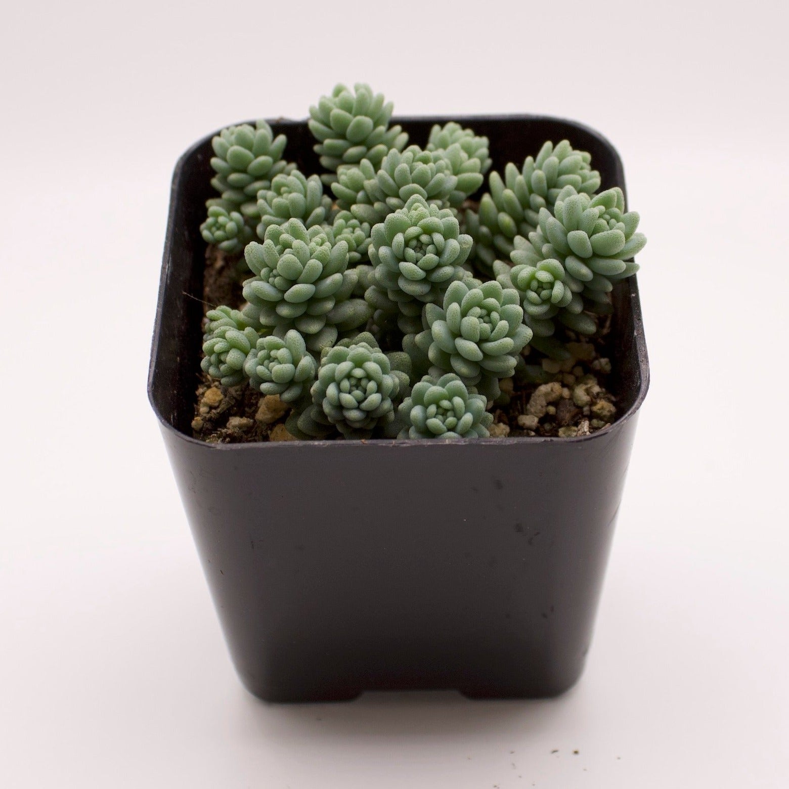 sedum major succulent Sedum Dasyphyllum Major – Perfectly Rooted Succulents