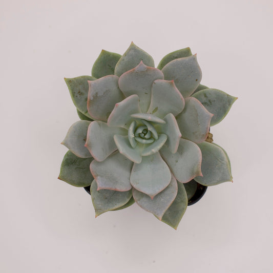 Echeveria Tolucensis