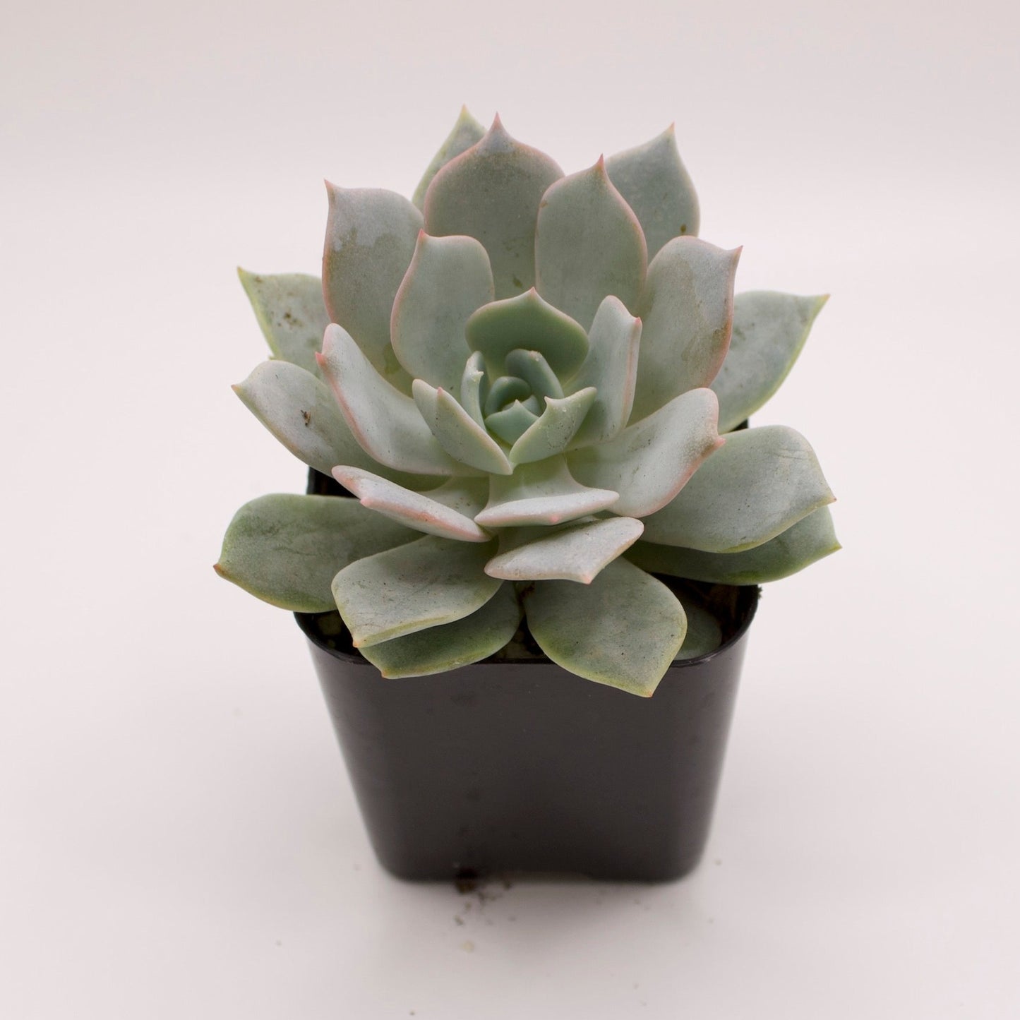 Echeveria Tolucensis