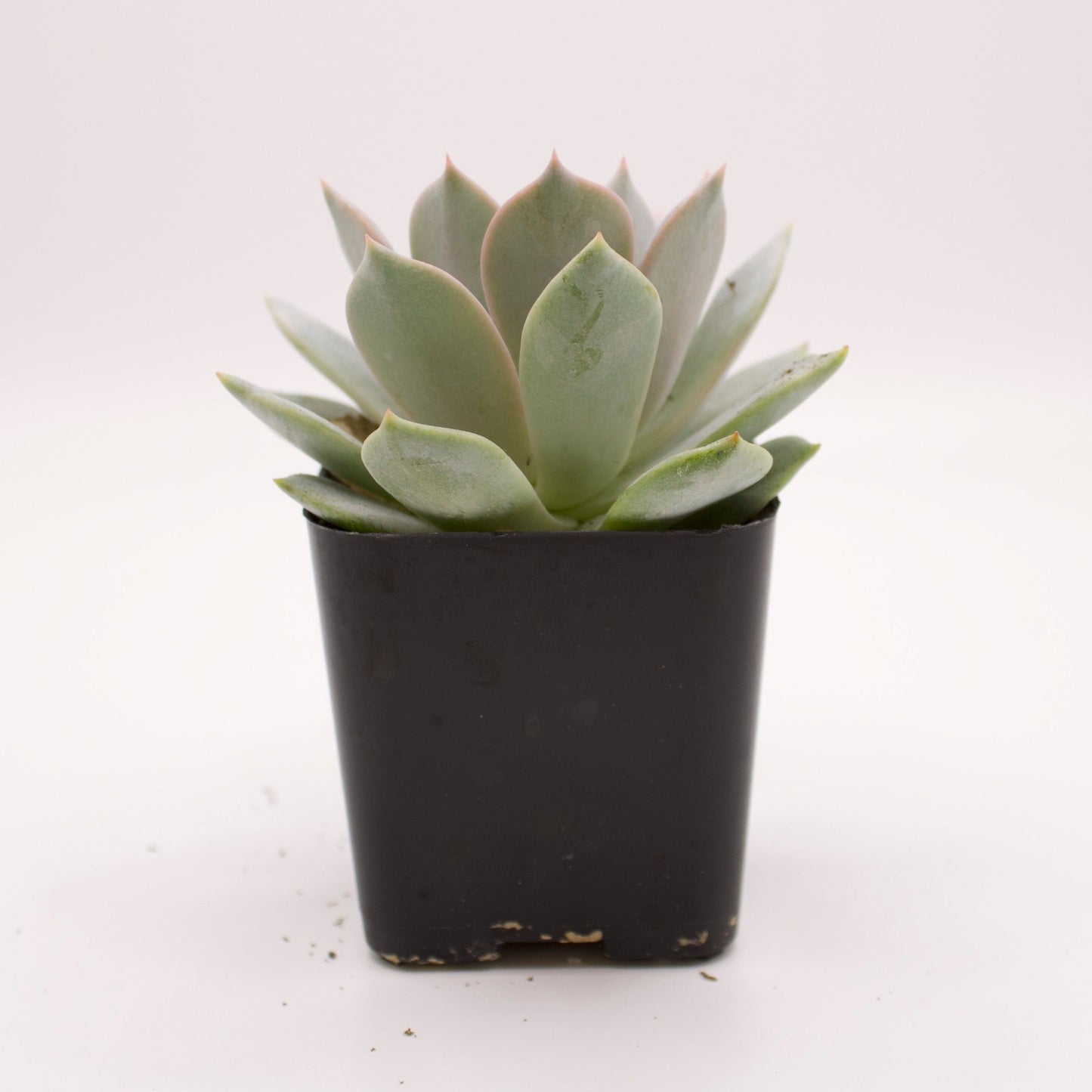 Echeveria Tolucensis