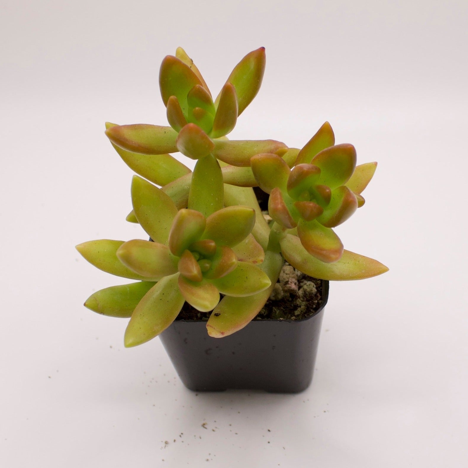 succulent adolphi Sedum Adolphi Golden – Perfectly Rooted Succulents