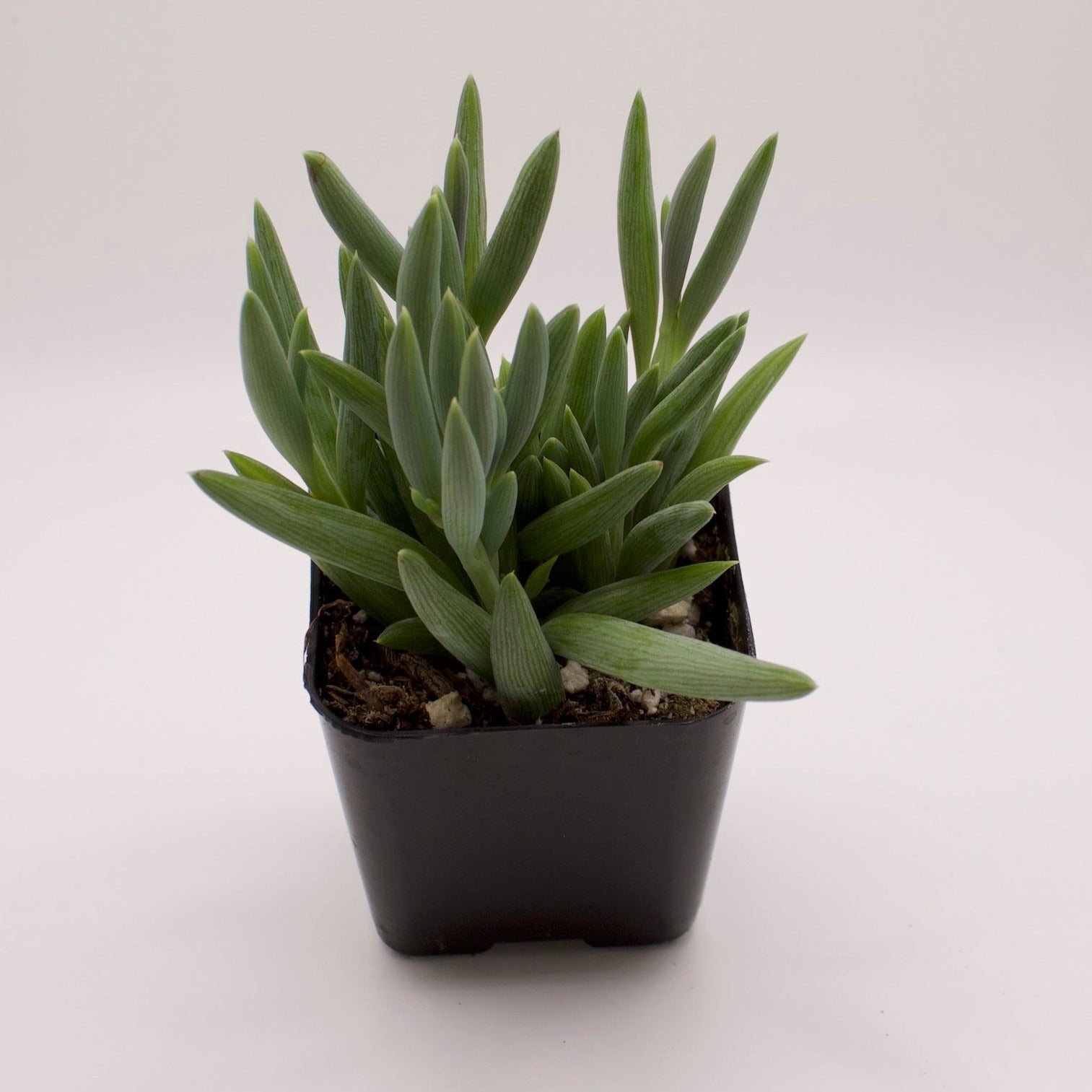 string of fishhooks succulent Senecio String of Fishhooks – Perfectly Rooted Succulents