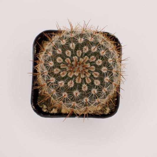 Parodia Silver Ball Cactus