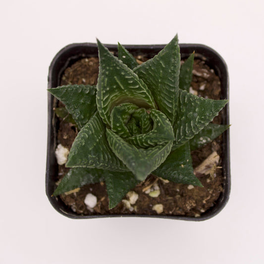 Haworthia Fairy Washboard