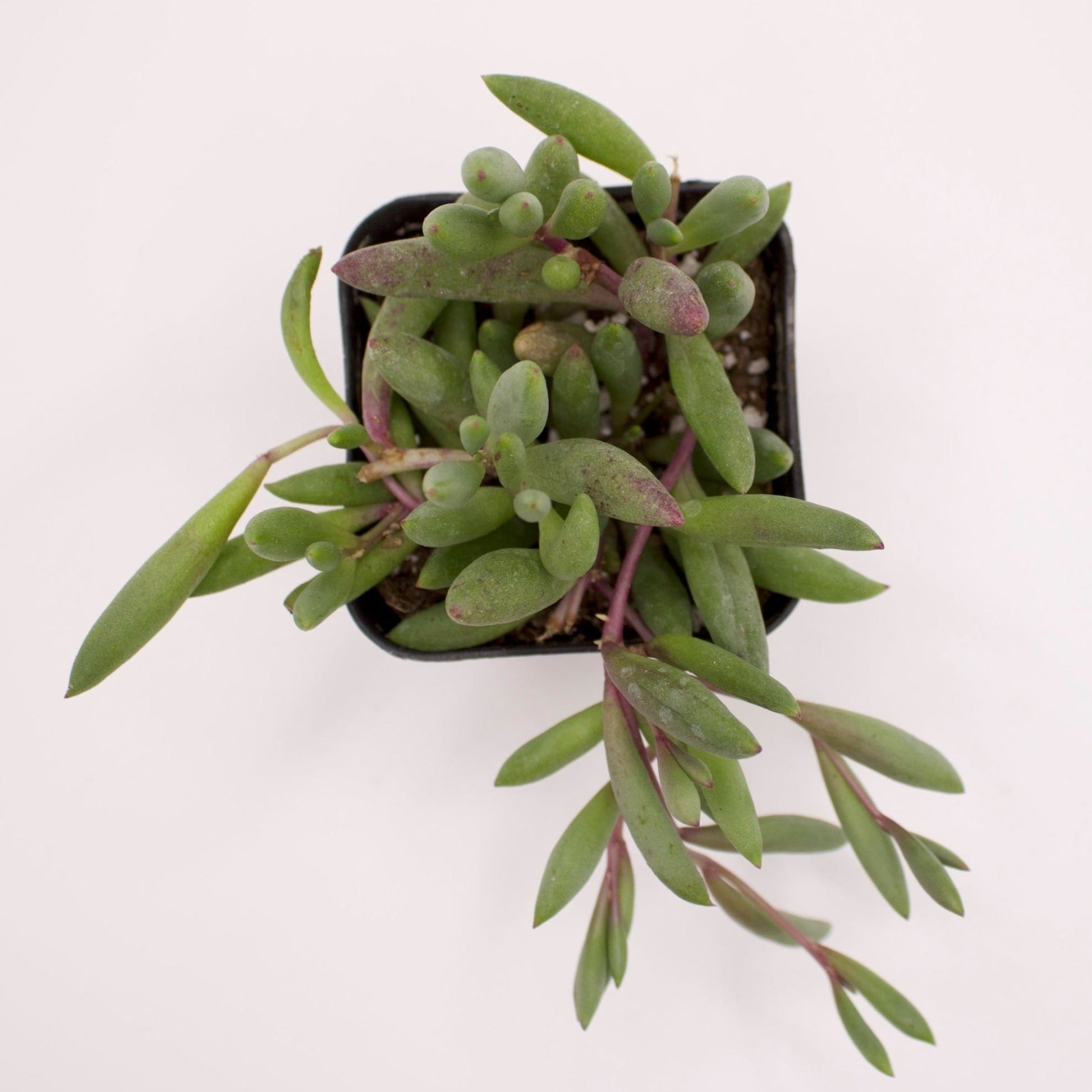 ruby necklace succulents Othonna Capensis Ruby Necklace – Perfectly Rooted Succulents