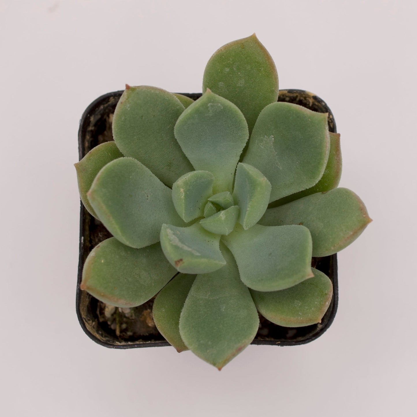 Echeveria Green Goddess