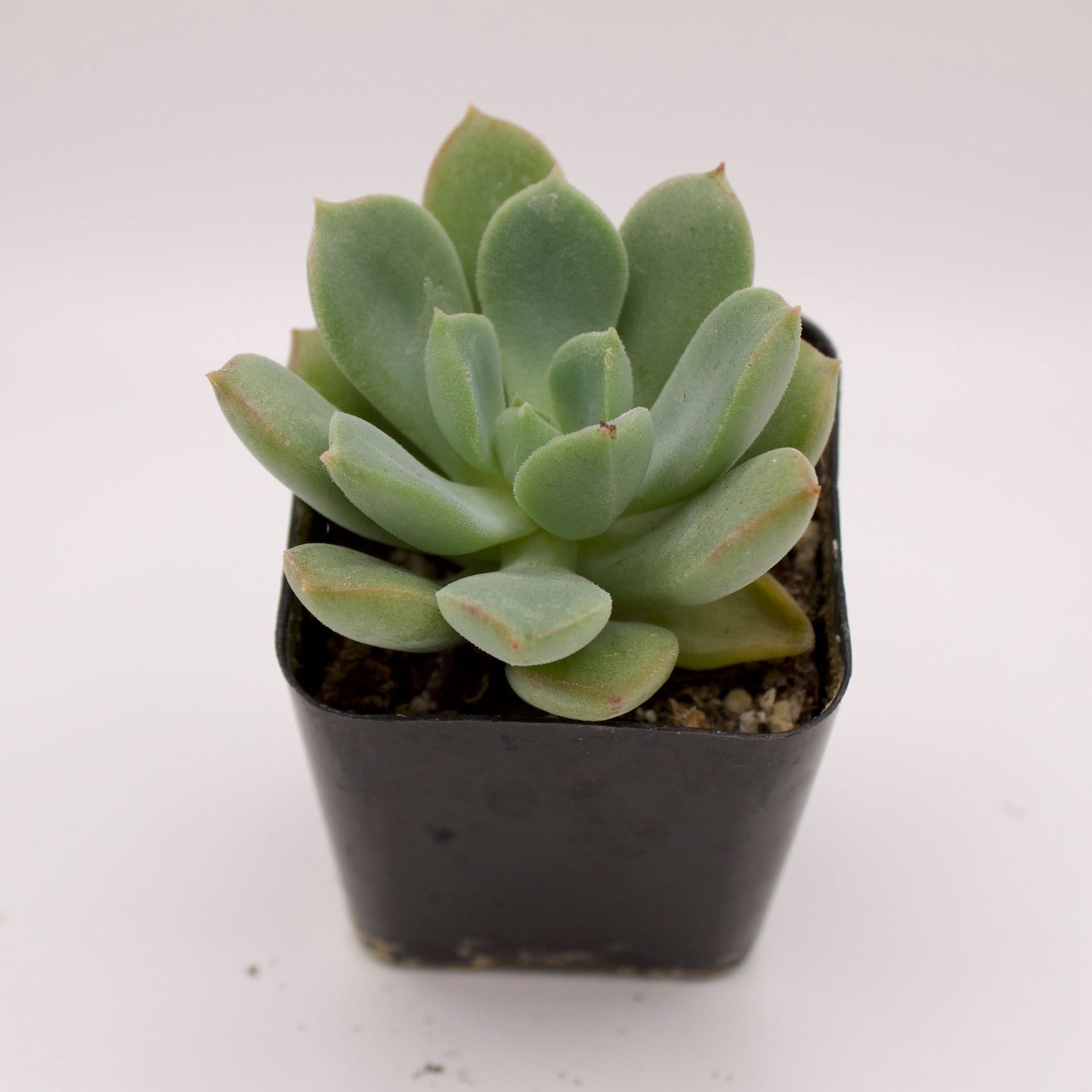 Echeveria Green Goddess