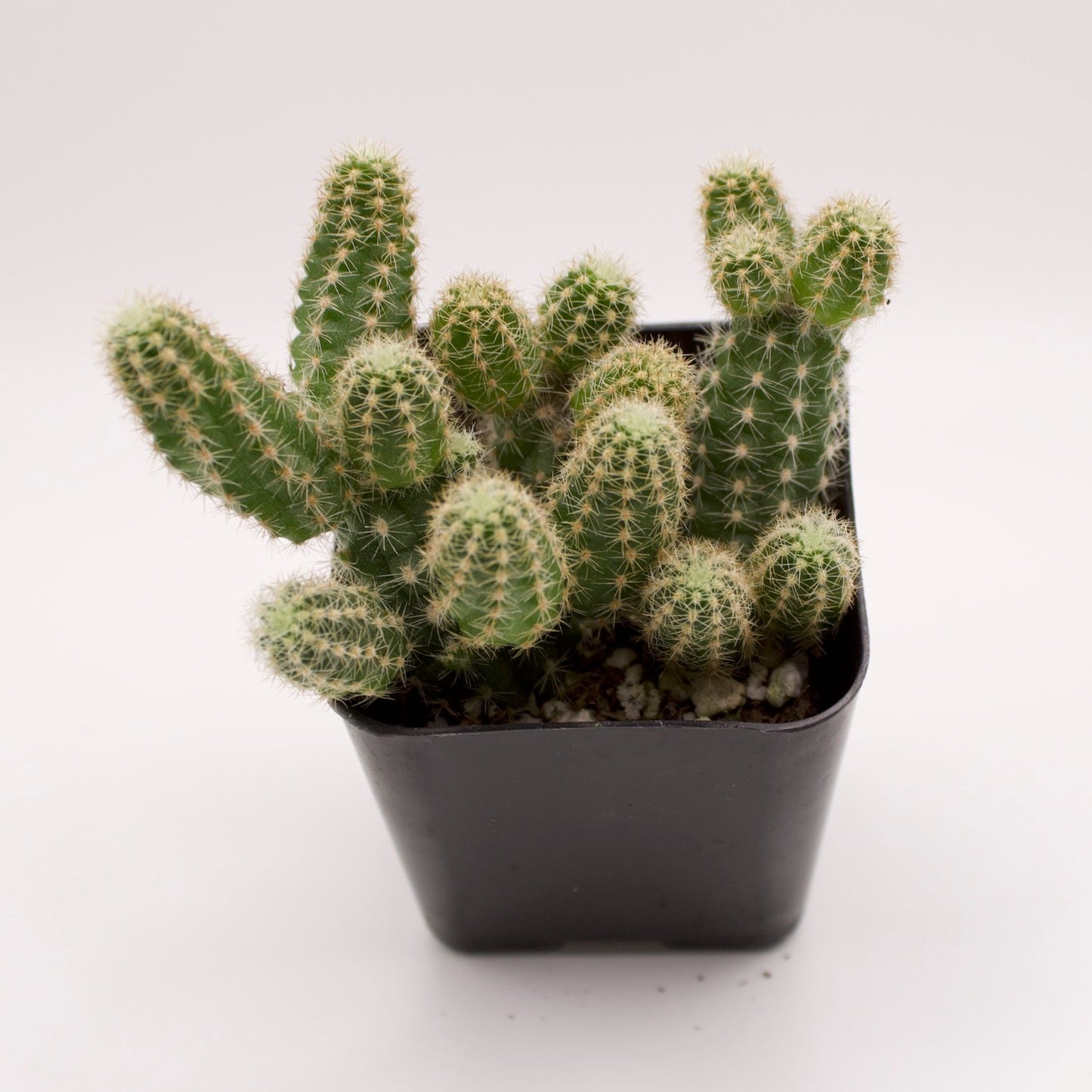 Echinopsis Peanut Cactus